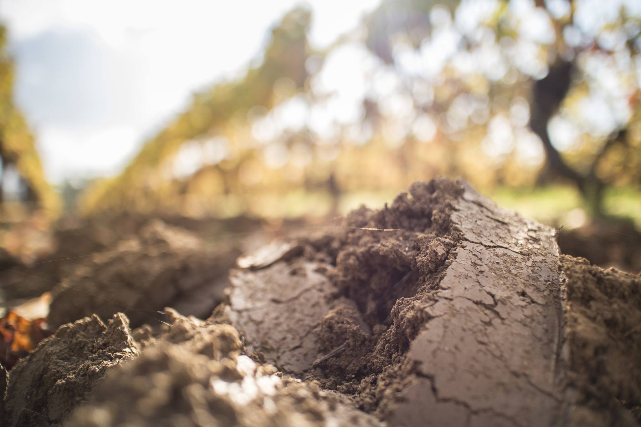 Dordogne Vineyard